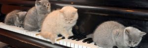 animaux et musique