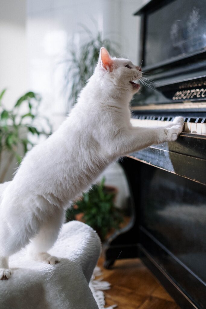 cours à domicile piano icm